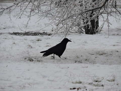 Image of Eastern Carrion Crow