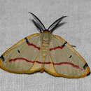 Image of Phoenicocampa rubrifasciata (Butler 1896)