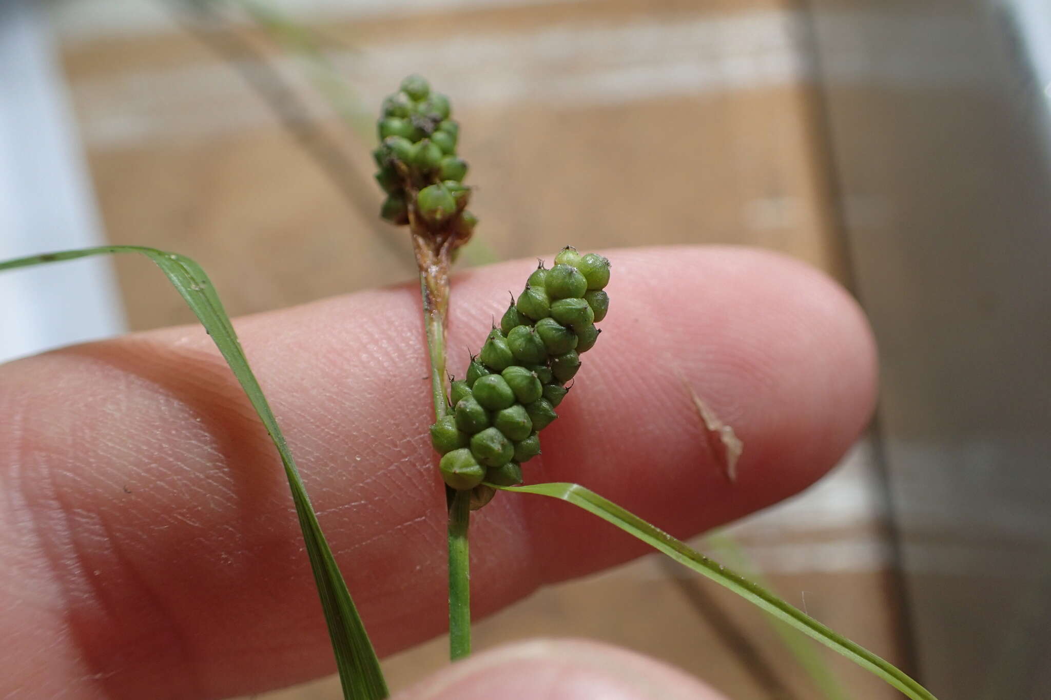 Carex caroliniana Schwein. resmi