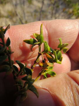 Image of Asphondylia apicata Gagne 1990