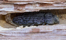 Image of Polycesta californica Le Conte 1857