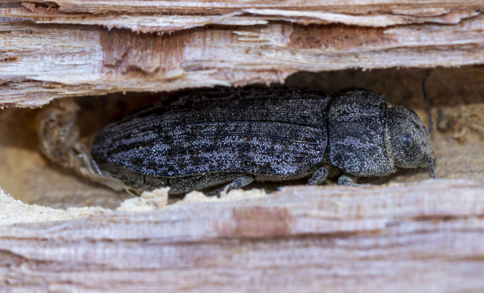 صورة Polycesta californica Le Conte 1857