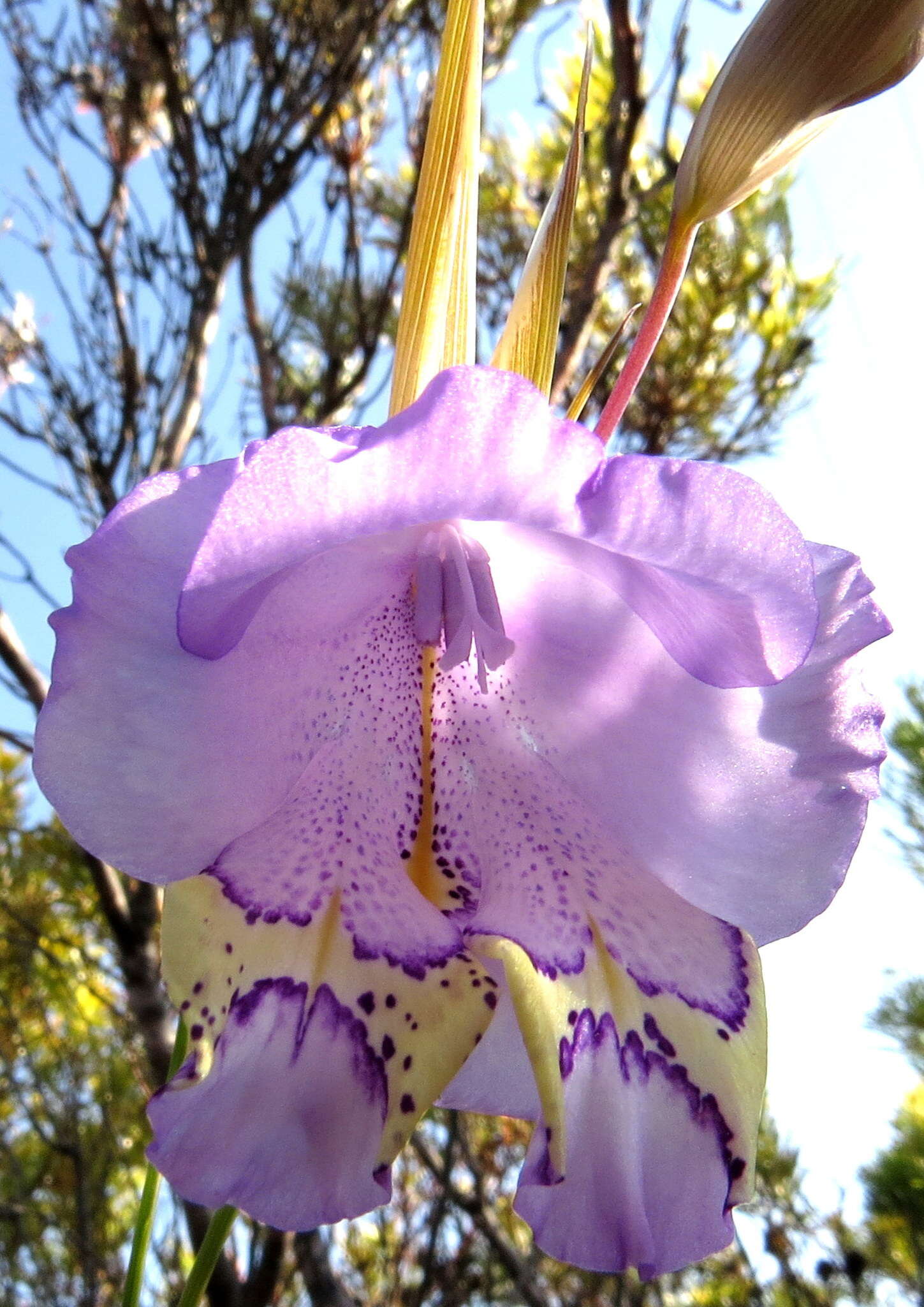 Image de Gladiolus bullatus Thunb. ex G. J. Lewis