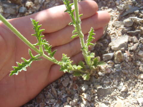 Sivun Verbena neomexicana (A. Gray) Briq. kuva