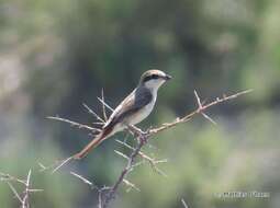 Image of Red-tailed Shrike