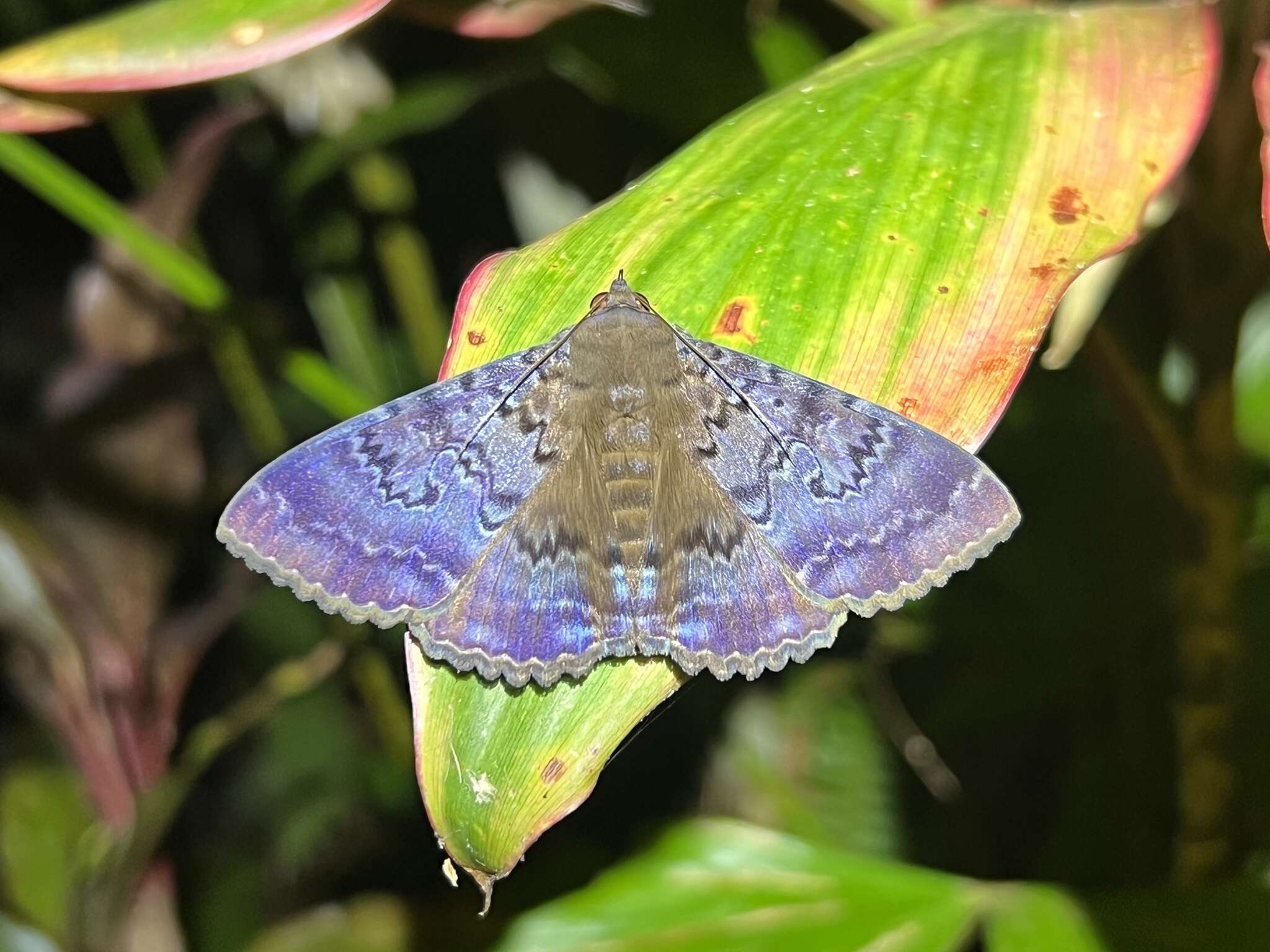 Image of Plain cloak moth