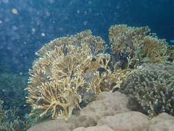 Image of Fire coral