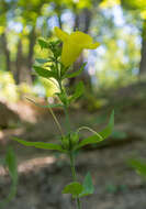 Image of downy yellow false foxglove