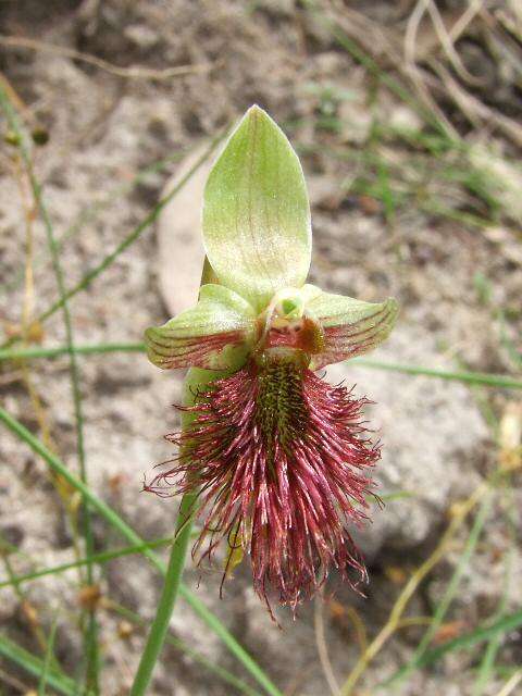 Calochilus paludosus R. Br.的圖片