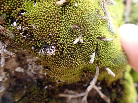 Image of grimmia dry rock moss