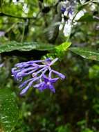 Image of Faramea hyacinthina Mart.