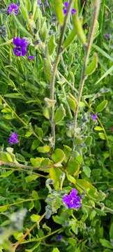 Image of Dampiera lanceolata var. lanceolata