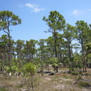 Image of Florida slash pine