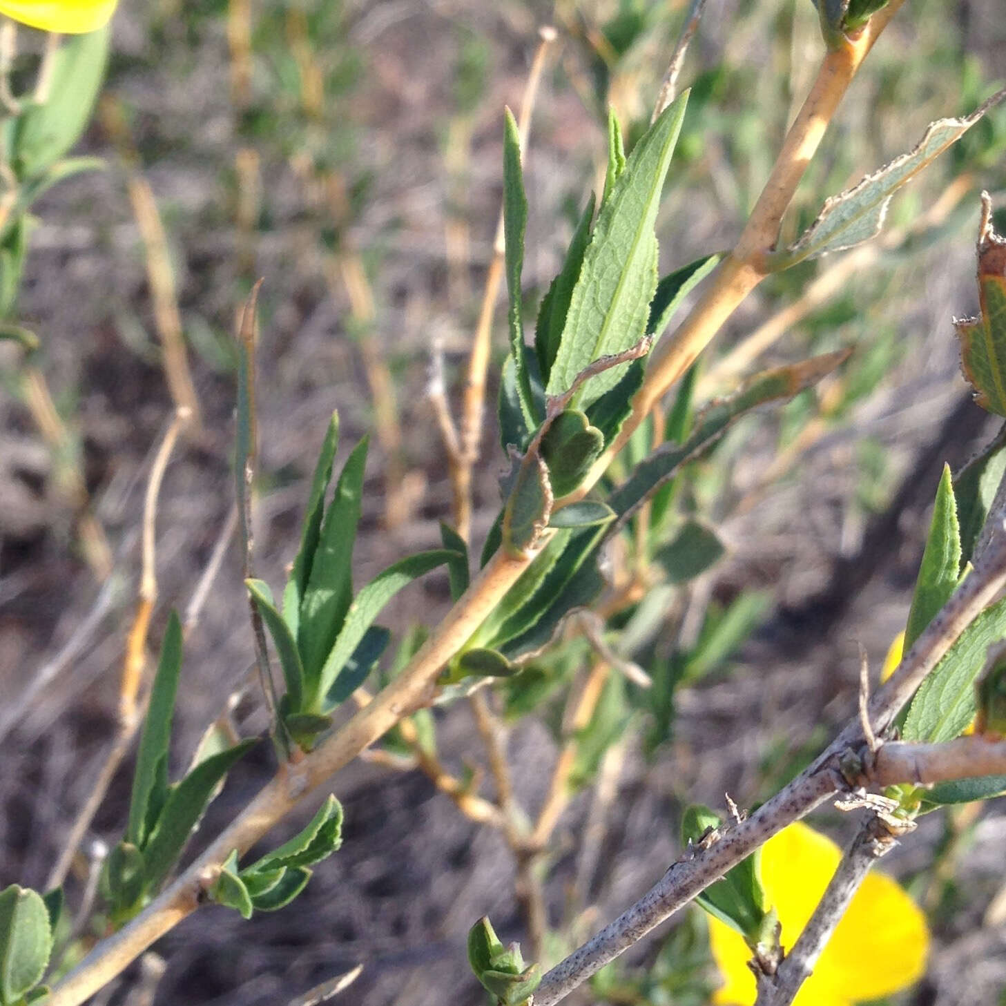 Image of tree poppy