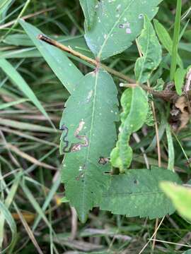 Sivun Stigmella intermedia (Braun 1917) Wilkinson et al. 1979 kuva