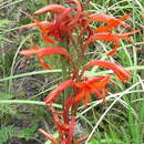 Image of Watsonia angusta Ker Gawl.