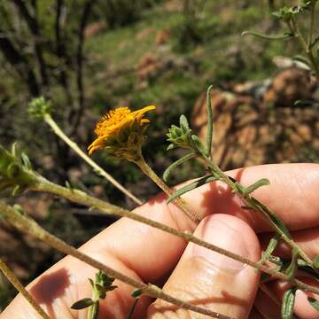 Aldama linearis (Cav.) E. E. Schill. & Panero resmi