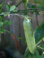 Image of Australian finger lime