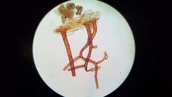 Image of Mueller's isopterygiopsis moss