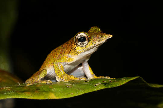 Litoria prora (Menzies 1969)的圖片