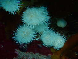 Image of Striped anemone