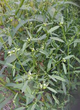 Image of grassleaf spurge