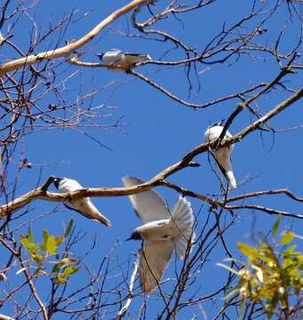 Image of Masked Woodswallow