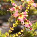 Image of Erica brachysepala Guthrie & Bolus