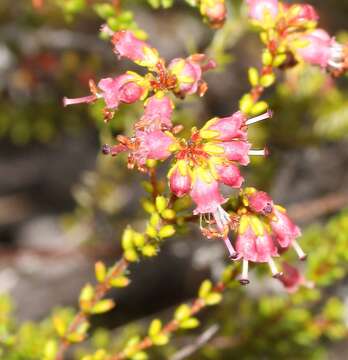 Слика од Erica brachysepala Guthrie & Bolus