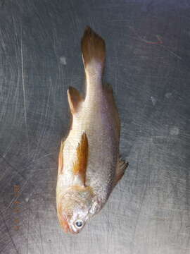 Image of Swordpsine croaker