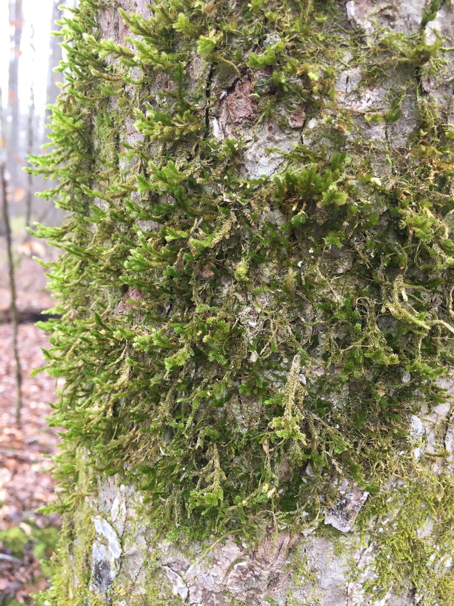 Image of forsstroemia moss