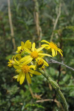 Image de Ligularia narynensis (C. G. A. Winkl.) O. Fedtsch. & B. Fedtsch.