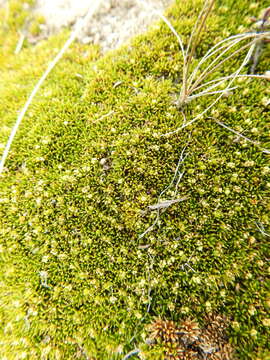 Image of Azorella lycopodioides Gaud.