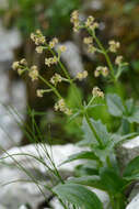 Image de Valeriana elongata Jacq.