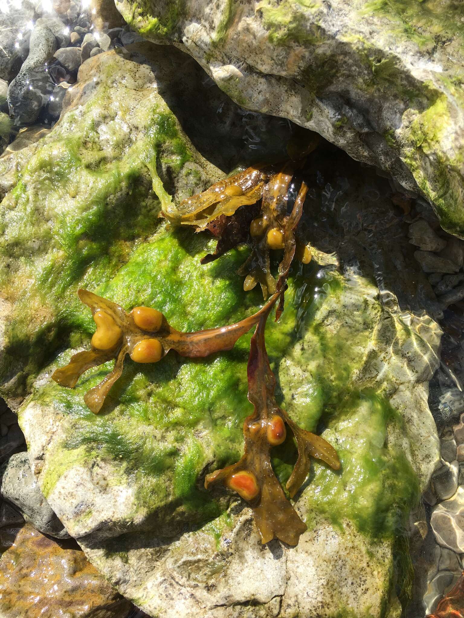 Image of Bladder Wrack