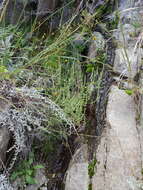 Image of Agastache micrantha var. micrantha