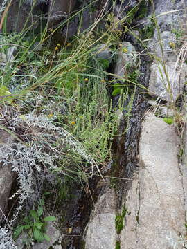 Image of white giant hyssop