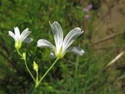 صورة Mononeuria muscorum (Fassett) Dillenb. & Kadereit