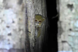 Image of Tarsius spectrumgurskyae Shekelle, Groves, Maryanto & Mittermeier 2017