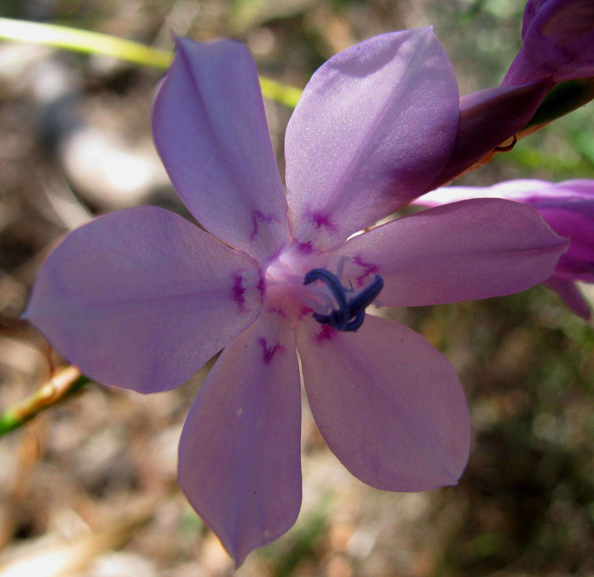 Image of fragrant bugle-lily