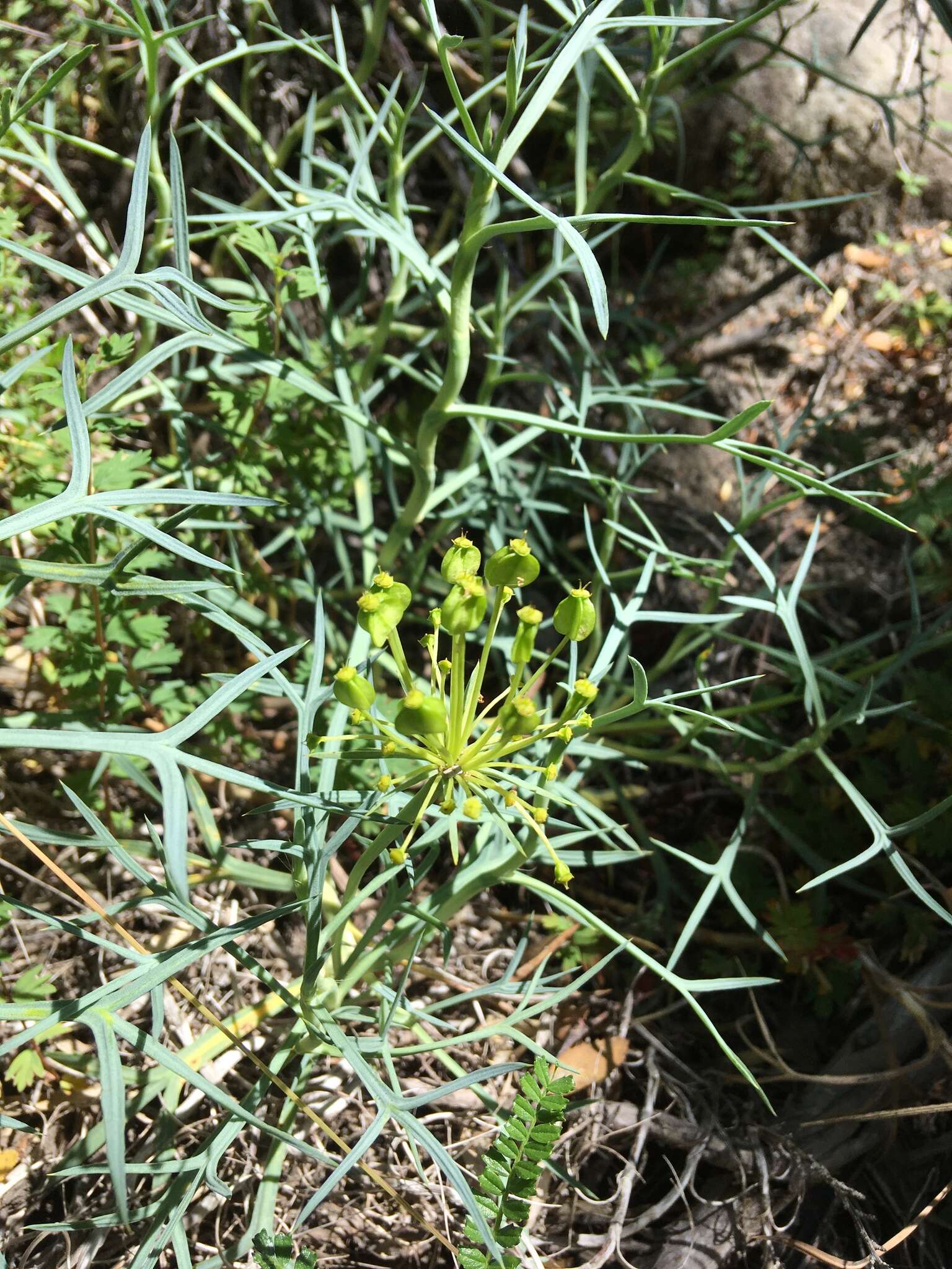 Imagem de Azorella prolifera (Cav.) G. M. Plunkett & A. N. Nicolas