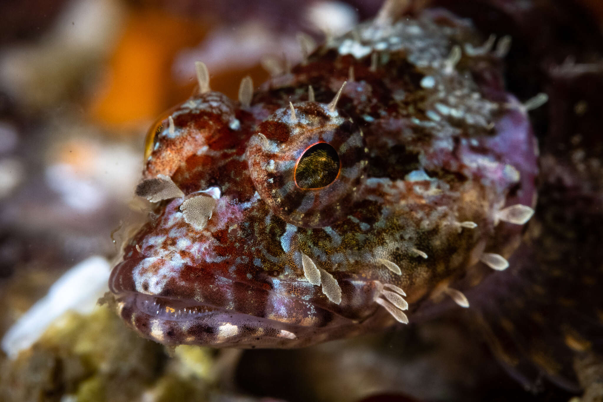 Image of Coralline sculpin