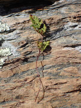 Image of Oeosporangium tinaei (Tod.) Fraser-Jenk.
