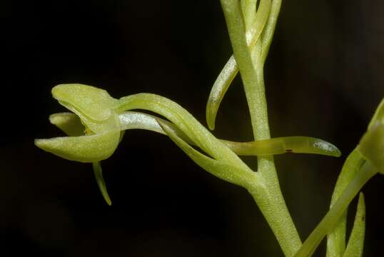 صورة Platanthera algeriensis Batt. & Trab.