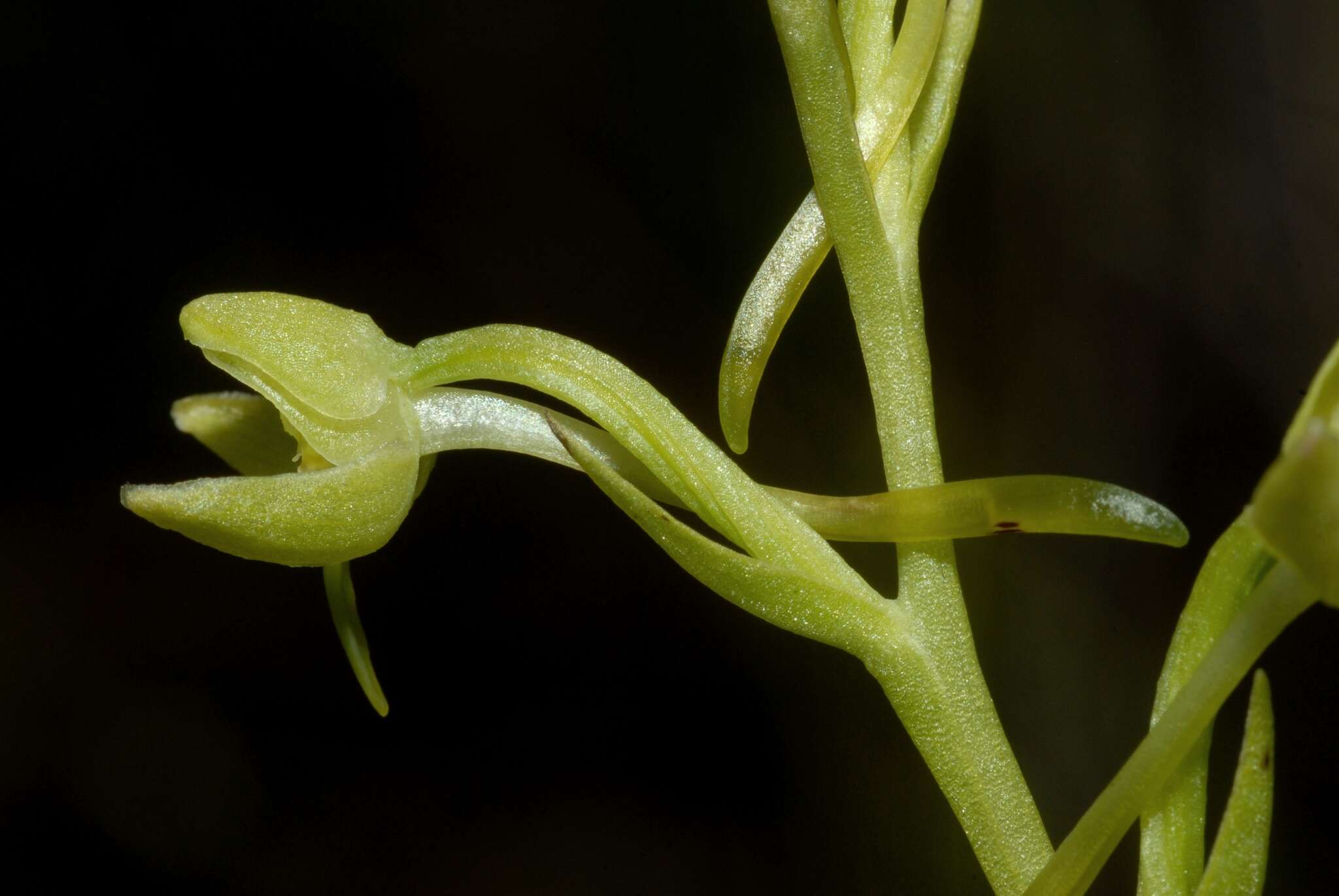 Слика од Platanthera algeriensis Batt. & Trab.