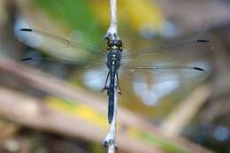 Image of <i>Agrionoptera longitudinalis biserialis</i> Selys 1879