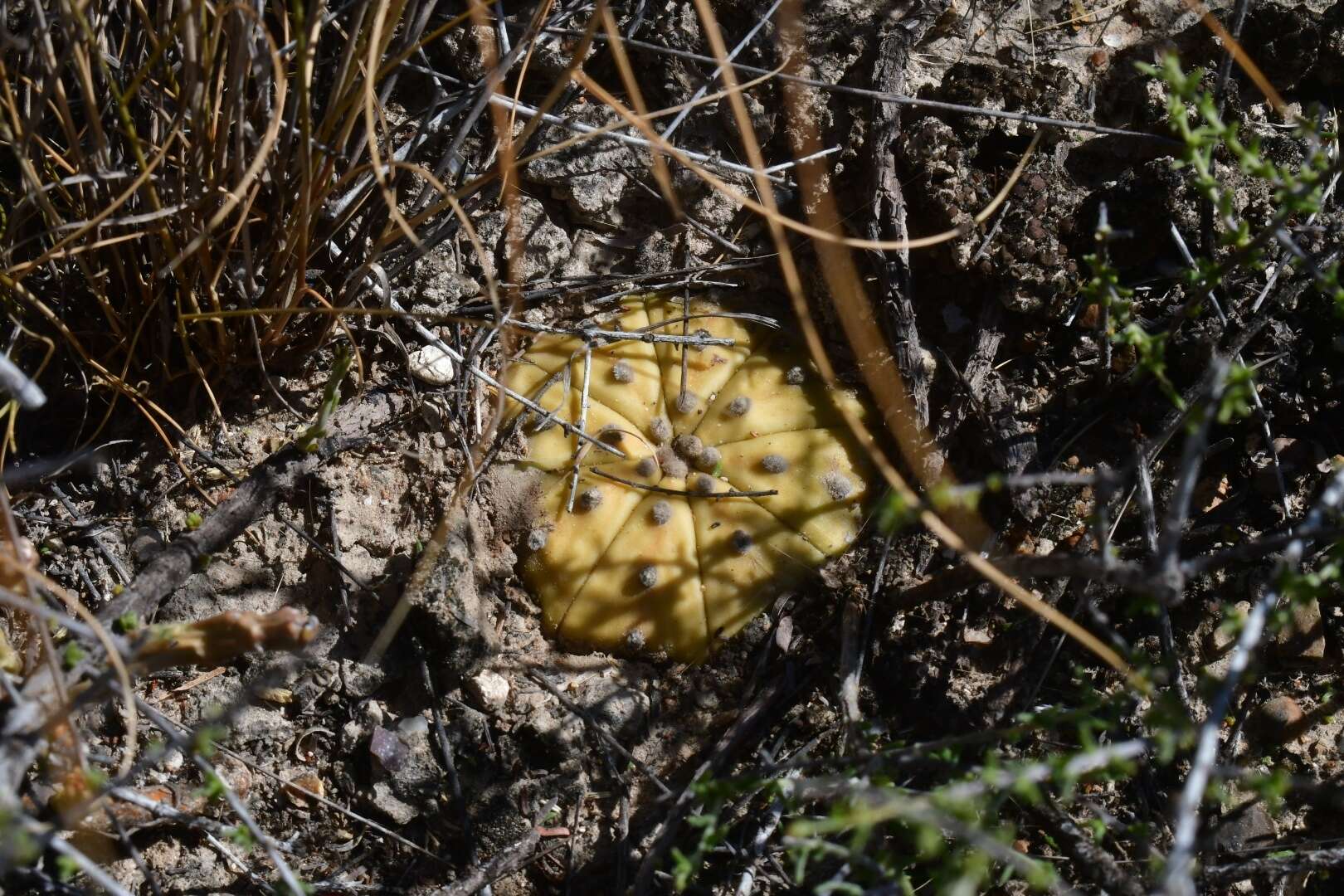 Image of Sand Dollar Cactus