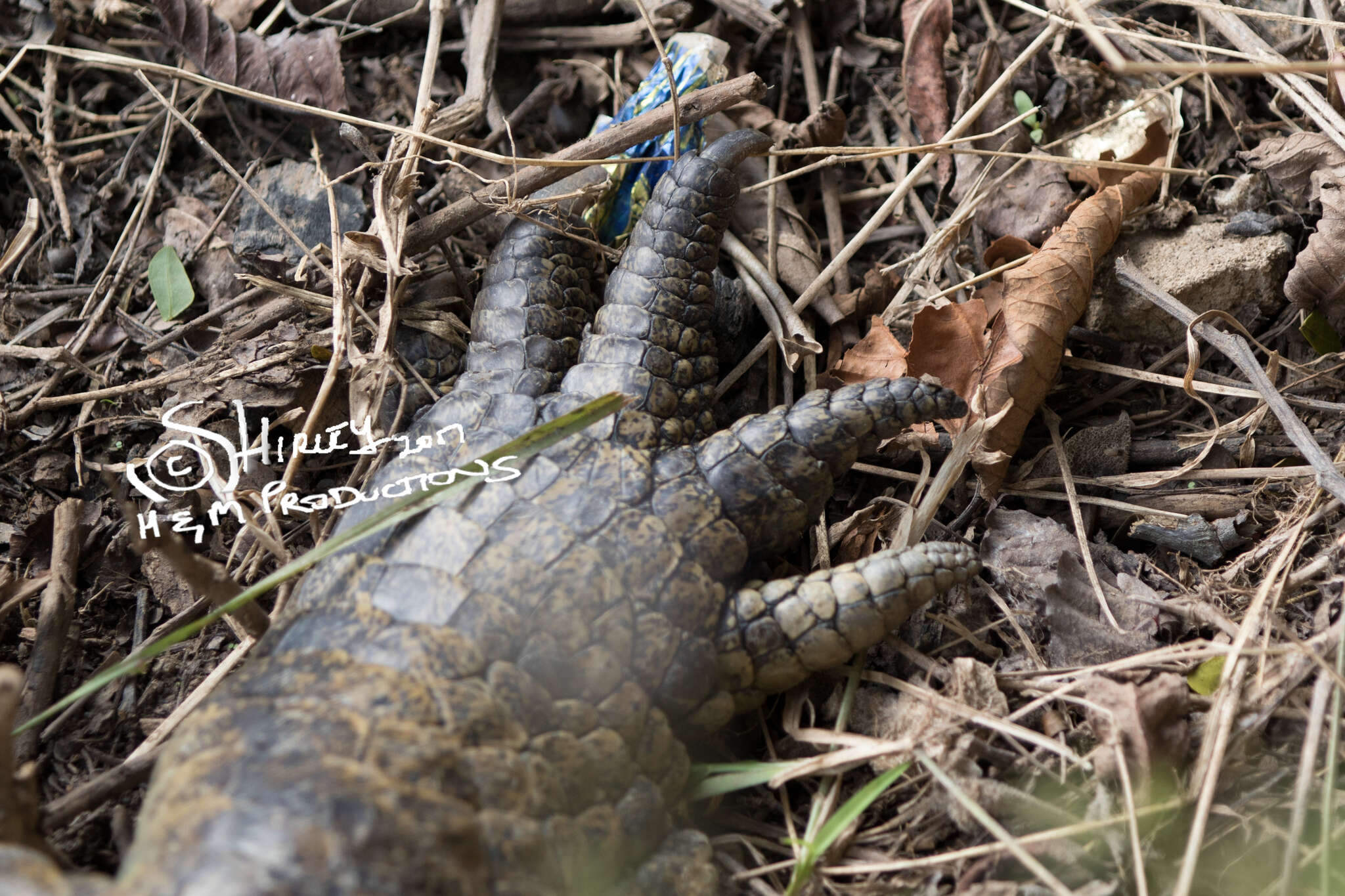 Image of Nile crocodile