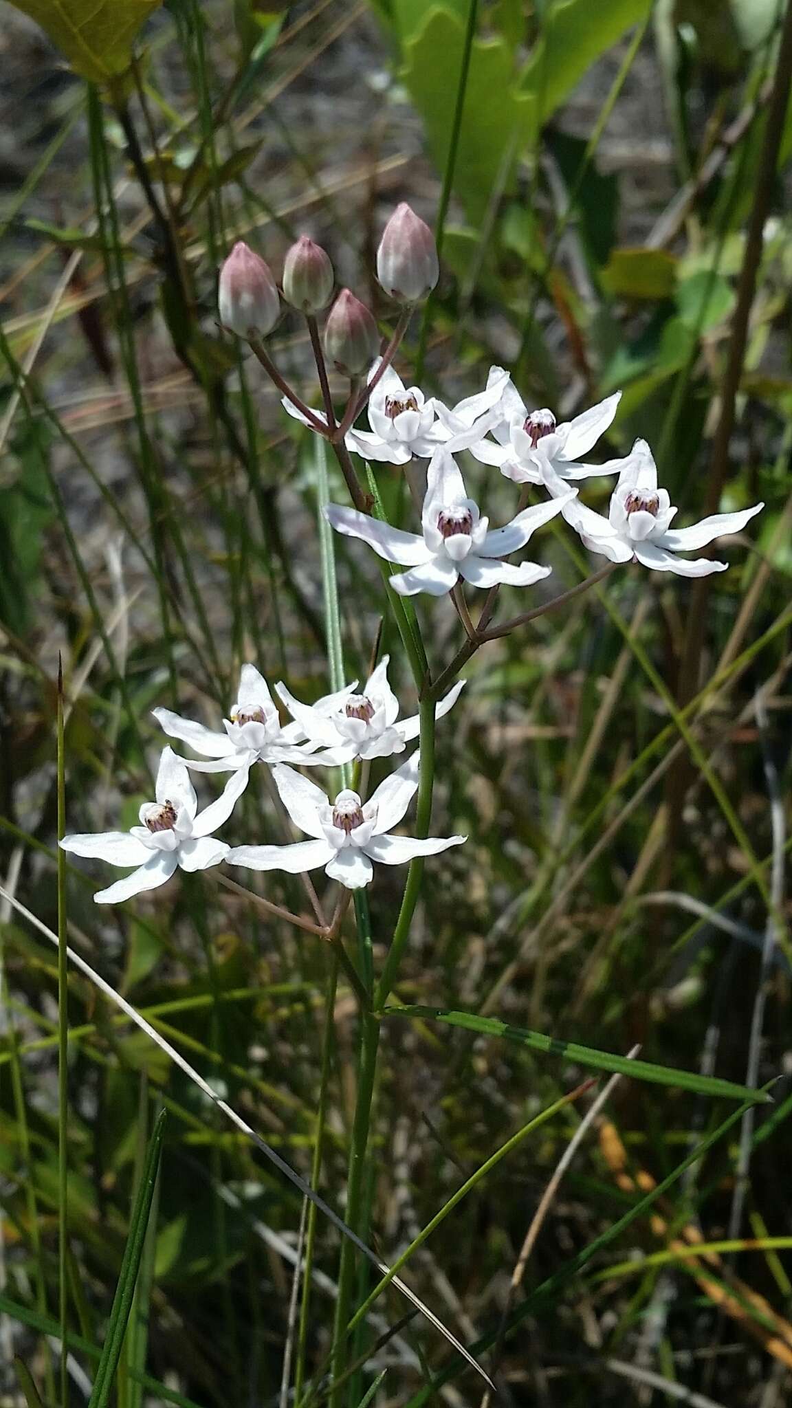 Image of Florida milkweed