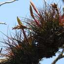 Image of Tillandsia zoquensis Ehlers